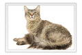 Poster Gato - Animais