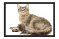 Poster Gato - Animais