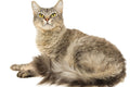 Poster Gato - Animais
