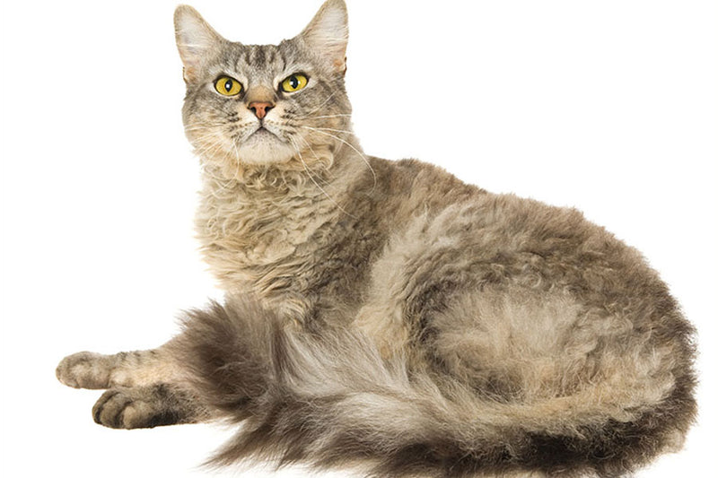 Poster Gato - Animais