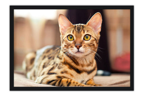 Poster Gato - Animais