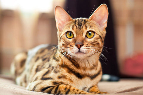 Poster Gato - Animais