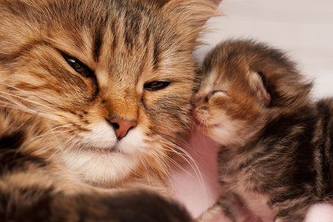 Poster Gato - Animais