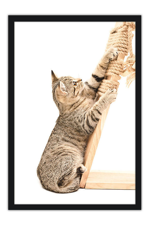 Poster Gato - Animais