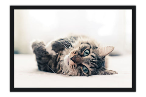 Poster Gato - Animais