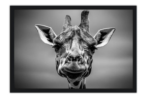 Poster Girafa - Animais