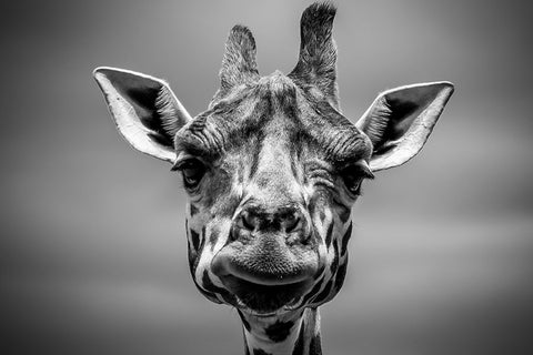 Poster Girafa - Animais