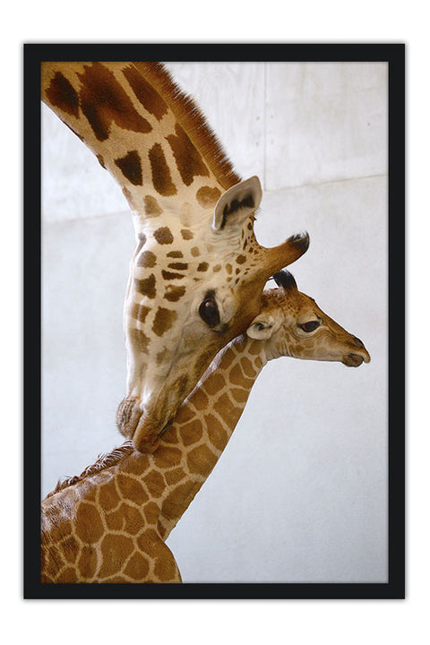 Poster Girafa - Animais