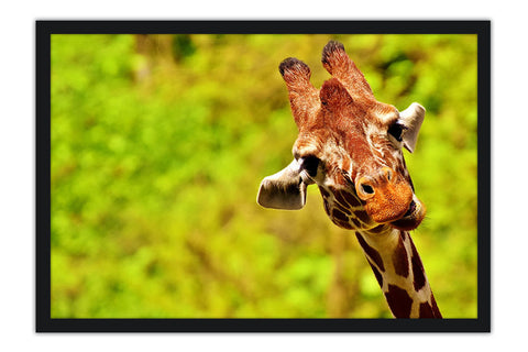 Poster Girafa - Animais