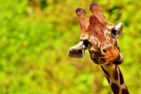Poster Girafa - Animais