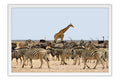 Poster Girafa - Animais