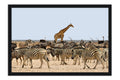 Poster Girafa - Animais