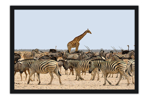 Poster Girafa - Animais