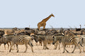 Poster Girafa - Animais