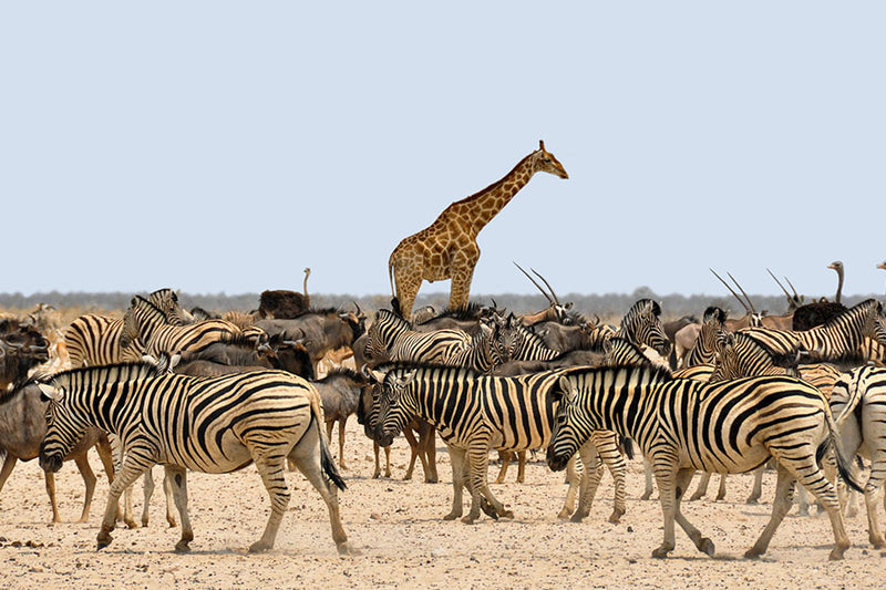 Poster Girafa - Animais
