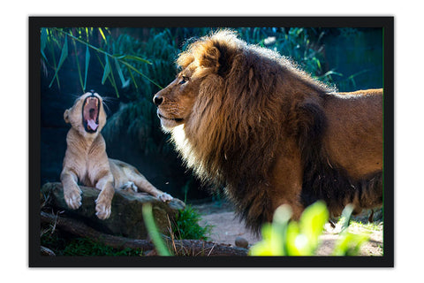 Poster Leão - Animais