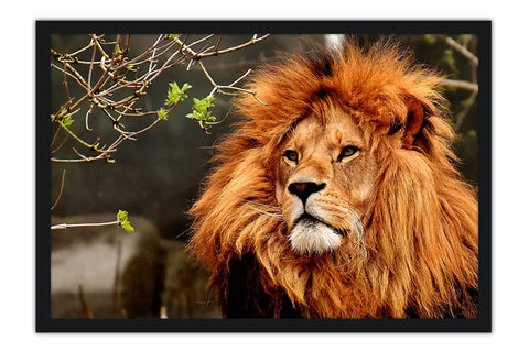 Poster Leão - Animais