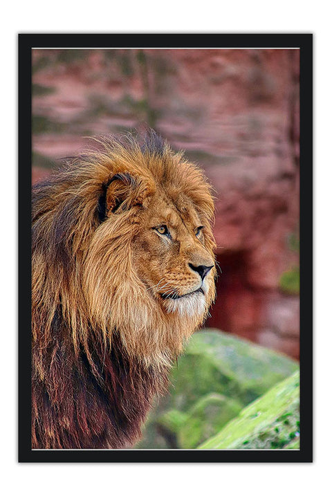 Poster Leão - Animais