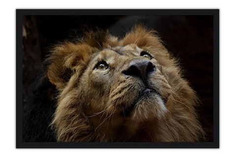 Poster Leão - Animais