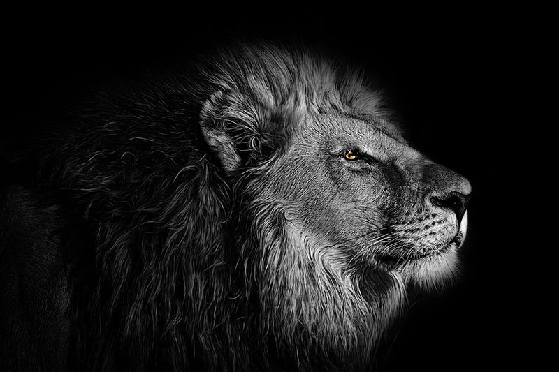 Poster Leão - Animais