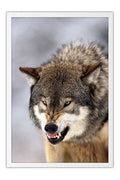 Poster Lobo - Animais