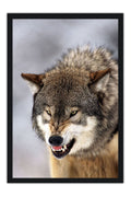 Poster Lobo - Animais