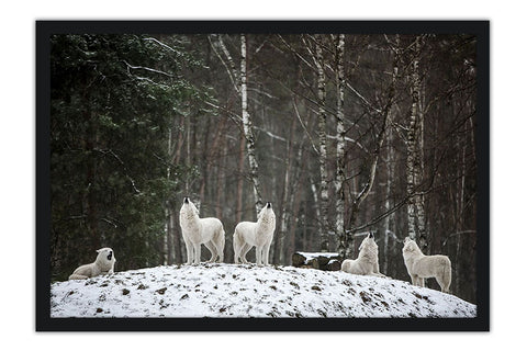 Poster Lobo - Animais
