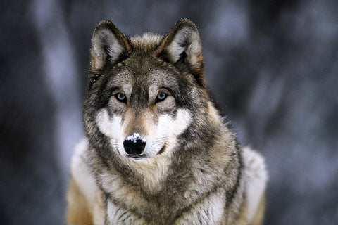 Poster Lobo - Animais