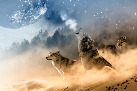 Poster Lobo - Animais