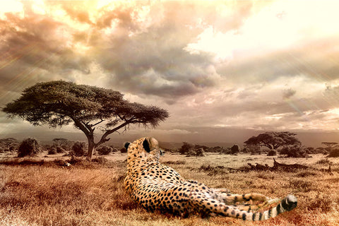 Poster Onça - Animais