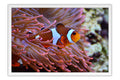 Poster Peixes - Animais