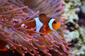 Poster Peixes - Animais