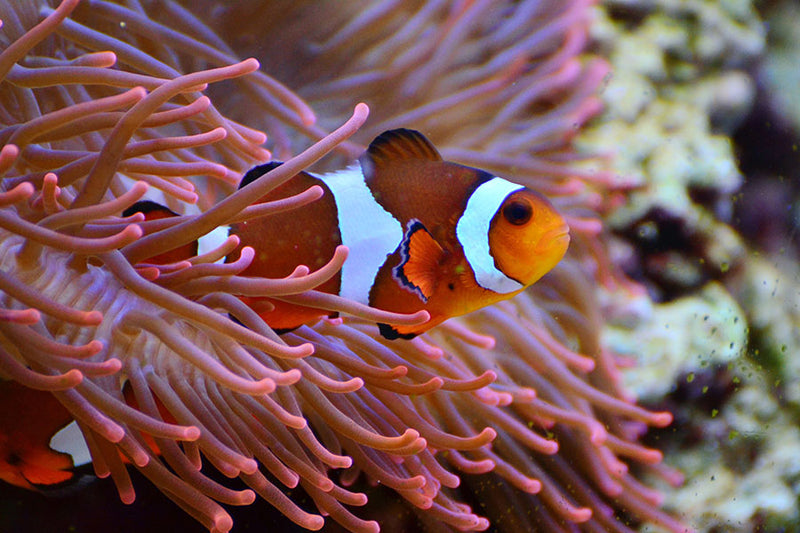 Poster Peixes - Animais