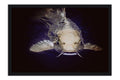 Poster Peixes - Animais