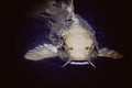 Poster Peixes - Animais