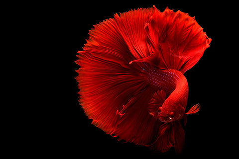 Poster Peixes - Animais