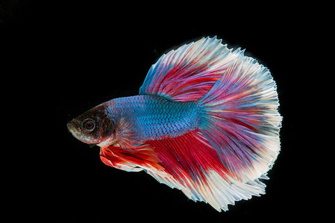 Poster Peixes - Animais