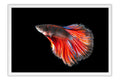 Poster Peixes - Animais
