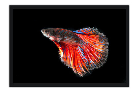 Poster Peixes - Animais