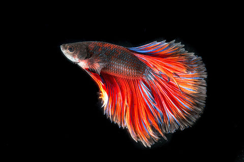 Poster Peixes - Animais