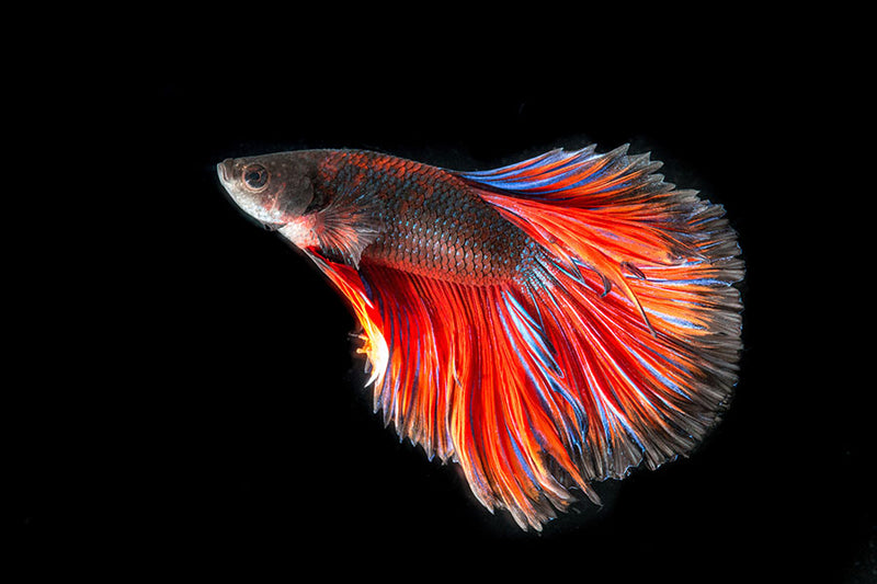 Poster Peixes - Animais