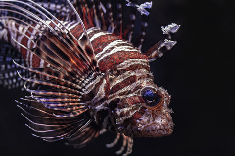 Poster Peixes - Animais