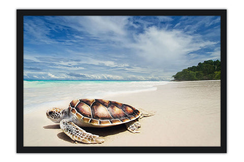 Poster Tartaruga - Animais