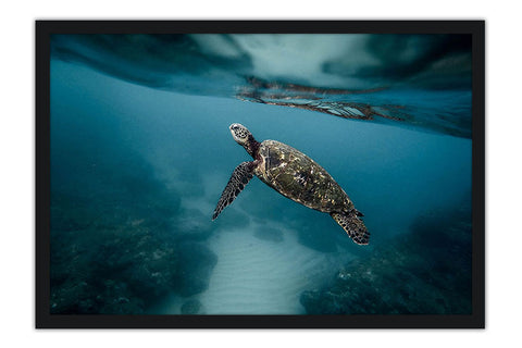 Poster Tartaruga - Animais