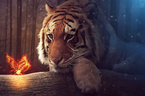 Poster Tigre - Animais