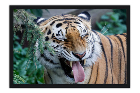 Poster Tigre - Animais