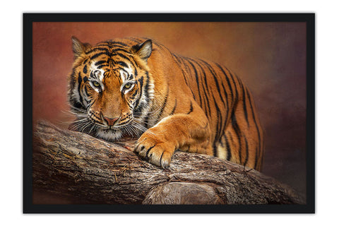 Poster Tigre - Animais