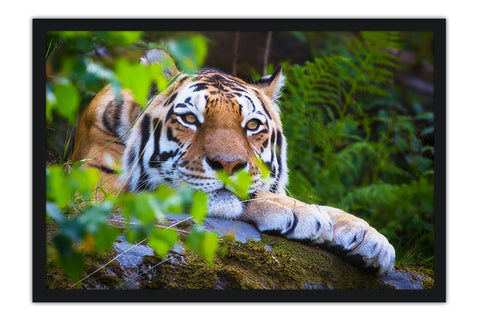 Poster Tigre - Animais