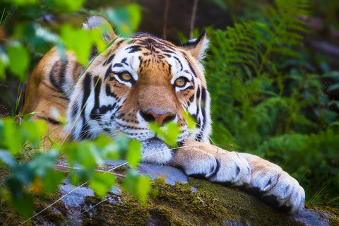 Poster Tigre - Animais