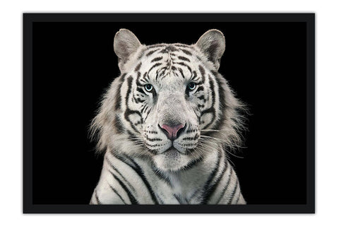 Poster Tigre - Animais